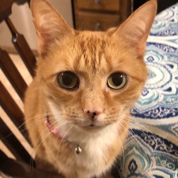 Meet your Posher, Caitlin - Picture 1 of 1